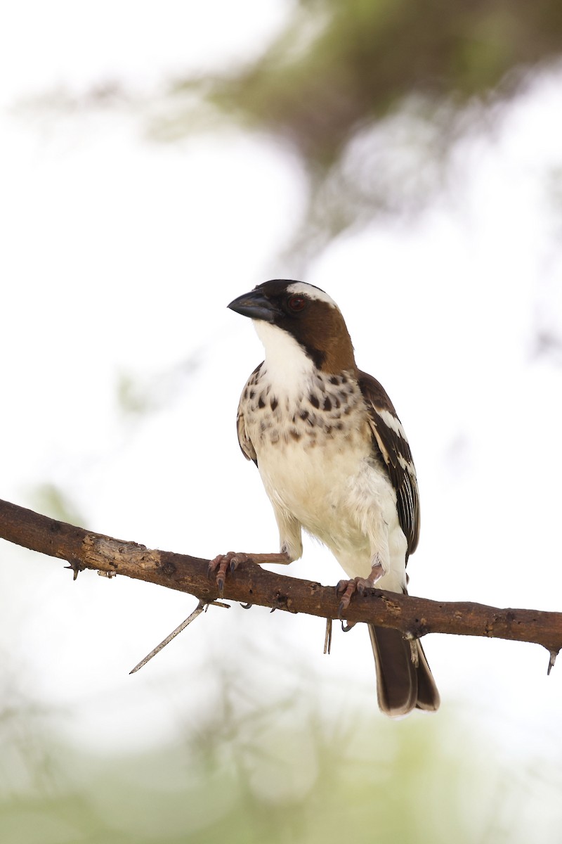 White-browed Sparrow-Weaver (Spot-chested) - ML570718991
