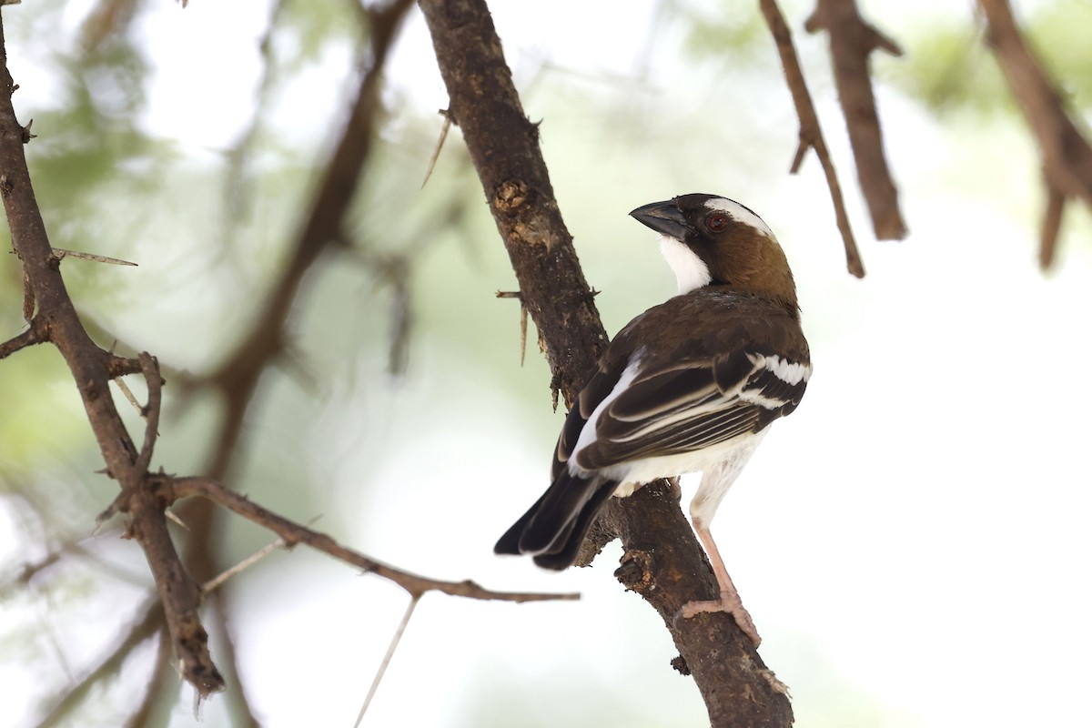 White-browed Sparrow-Weaver (Spot-chested) - ML570719001