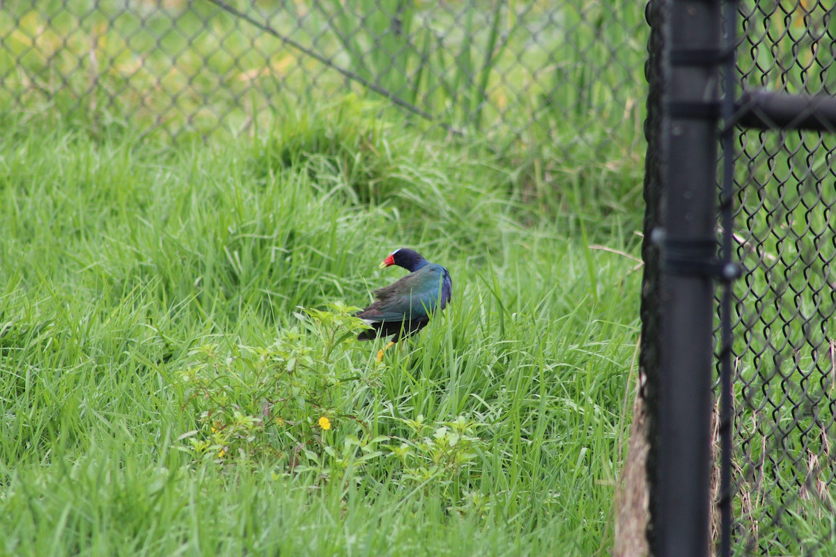 Purple Gallinule - ML570719971