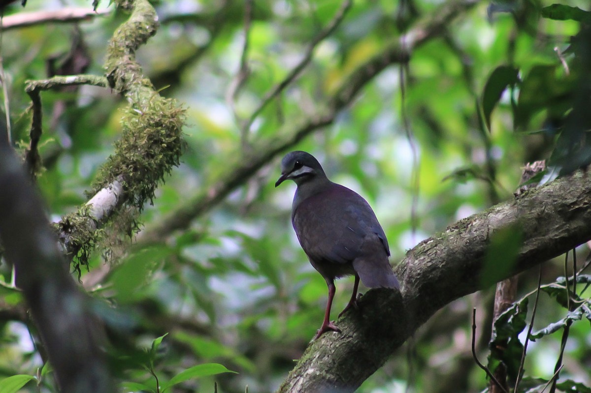 Purplish-backed Quail-Dove - ML570720251