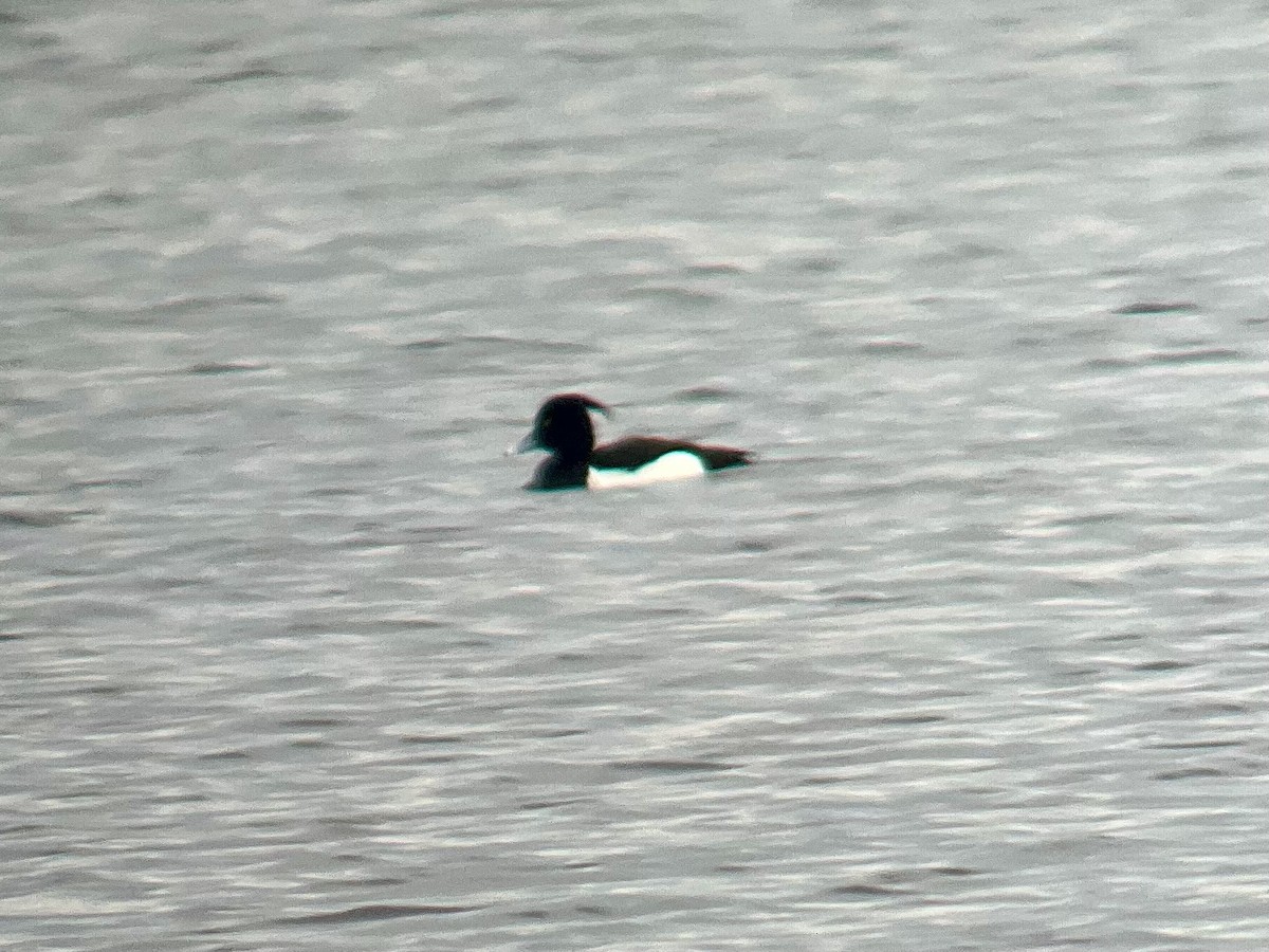 Tufted Duck - ML570722281