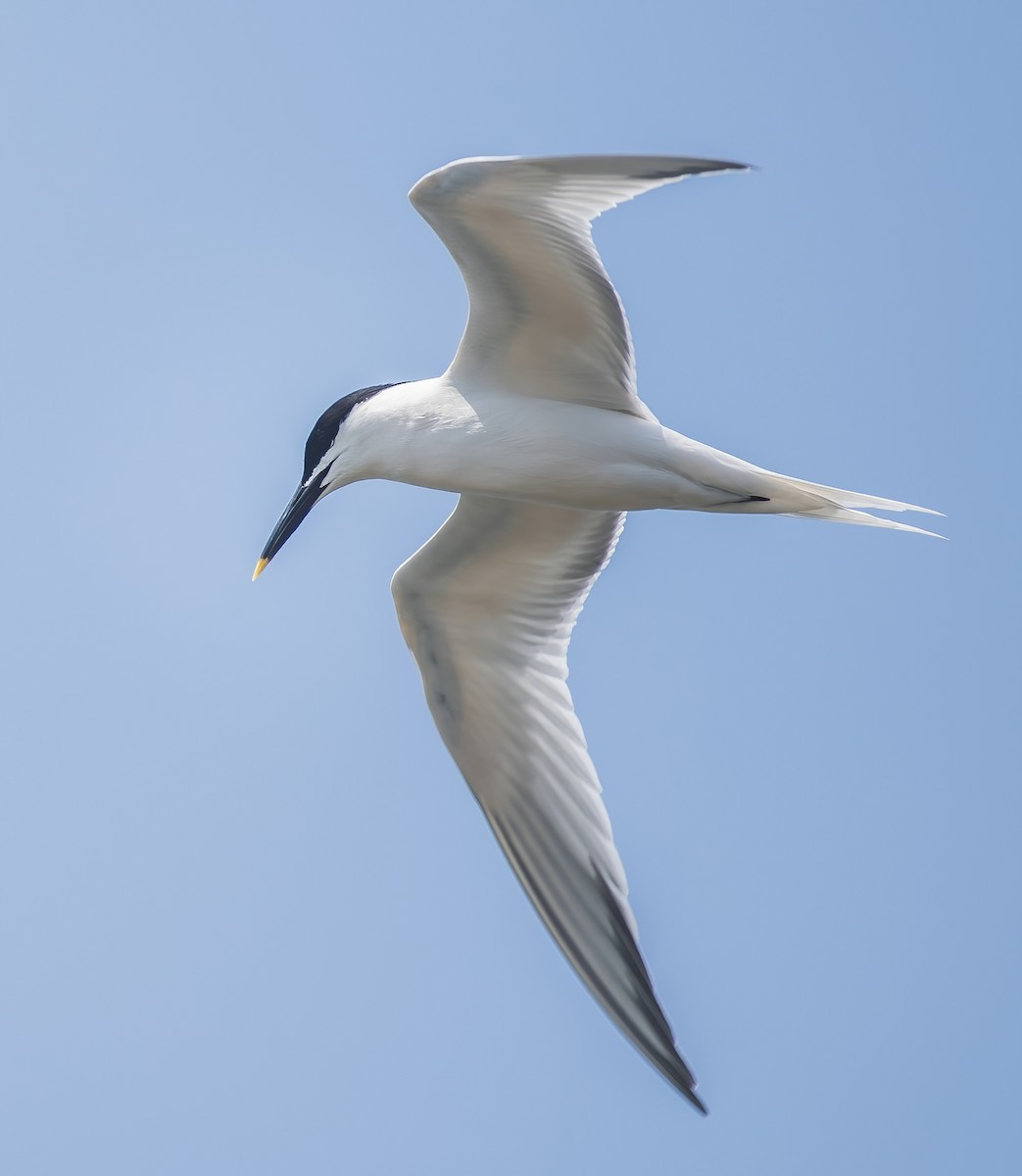 Sandwich Tern - Heather Van Dyk