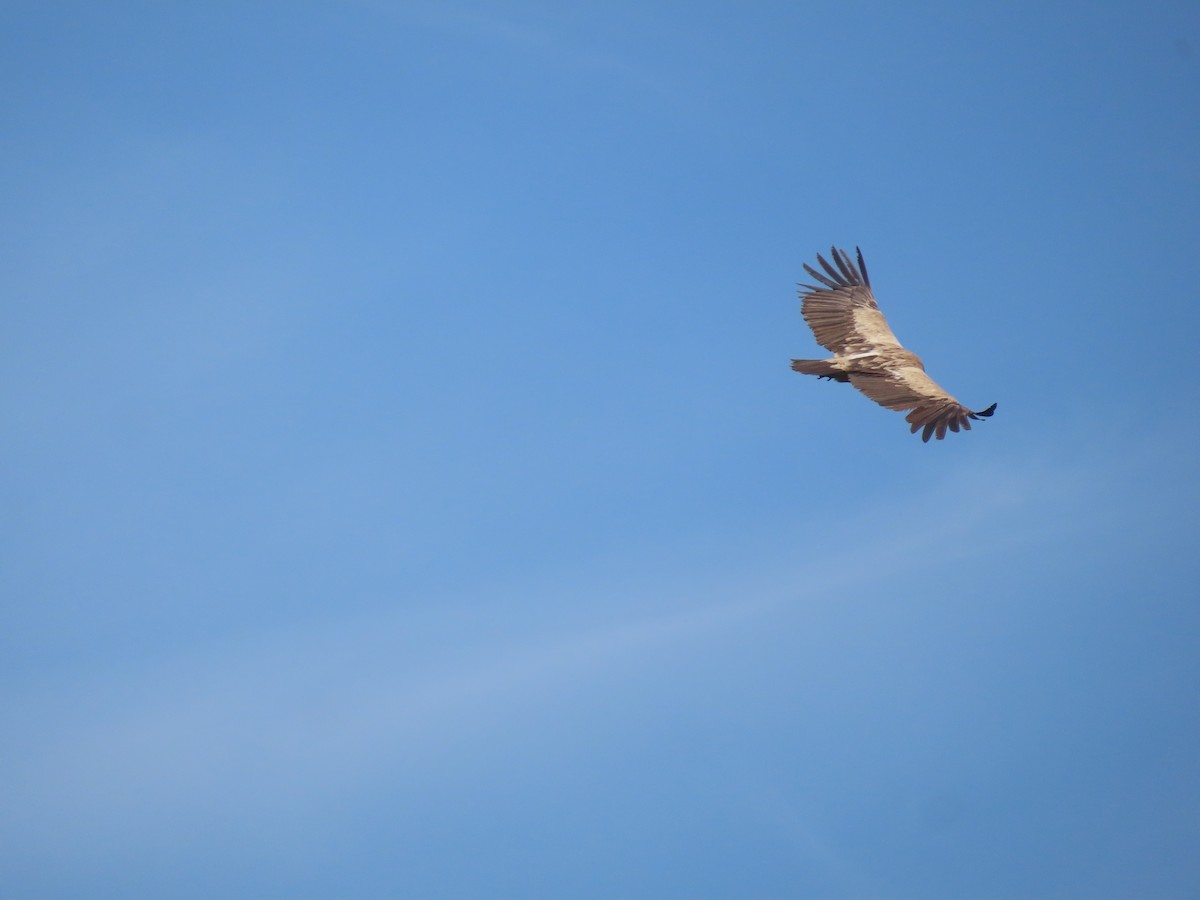 Himalayan Griffon - ML570723571