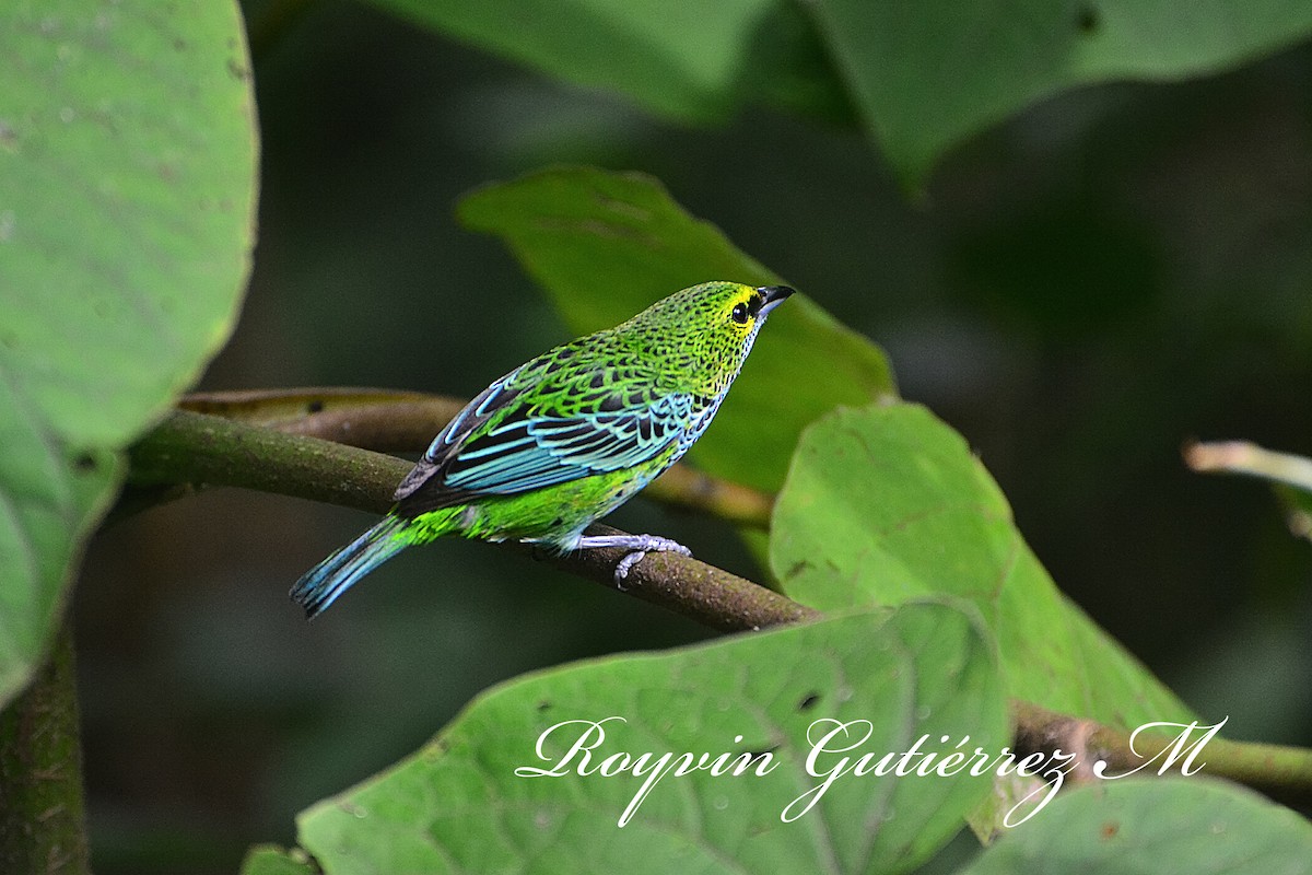 Speckled Tanager - Royvin  Gutierrez Matarrita