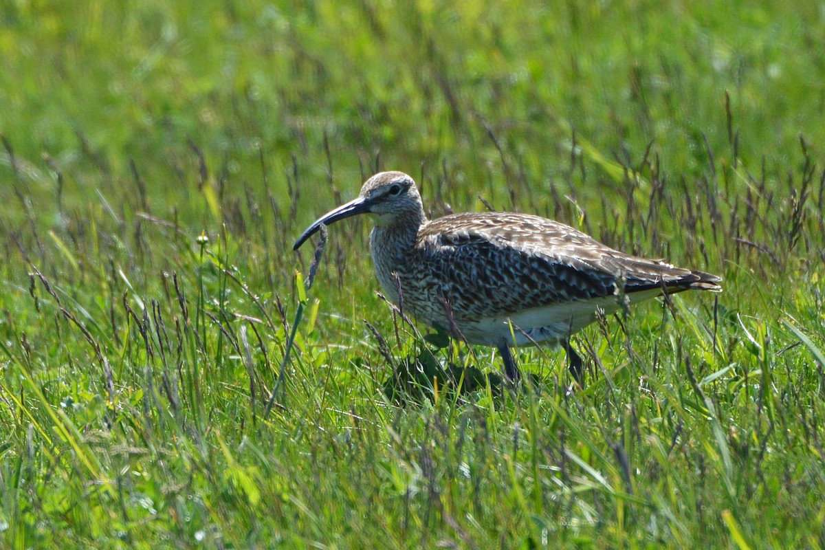 Regenbrachvogel - ML570723761