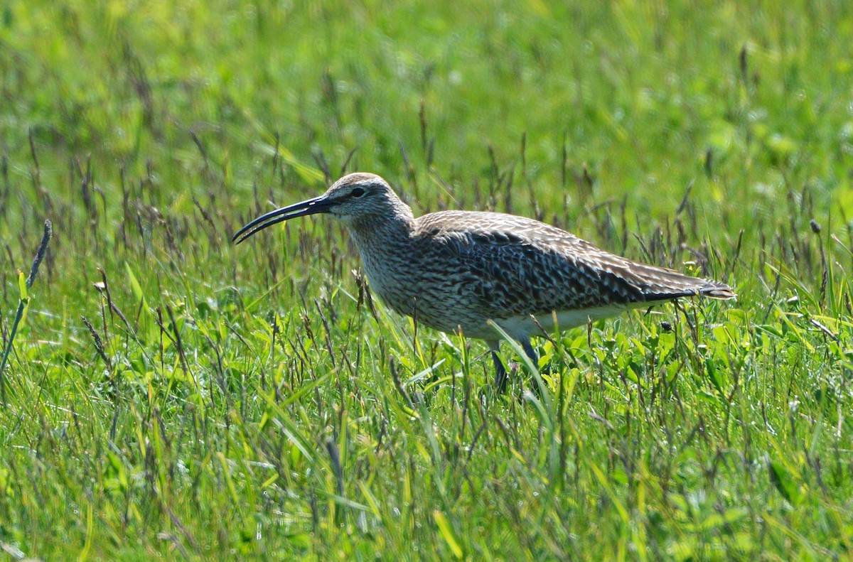 Whimbrel - ML570723781