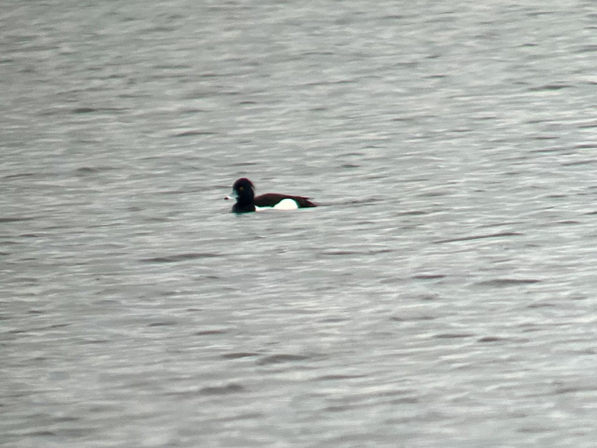 Tufted Duck - ML570723821