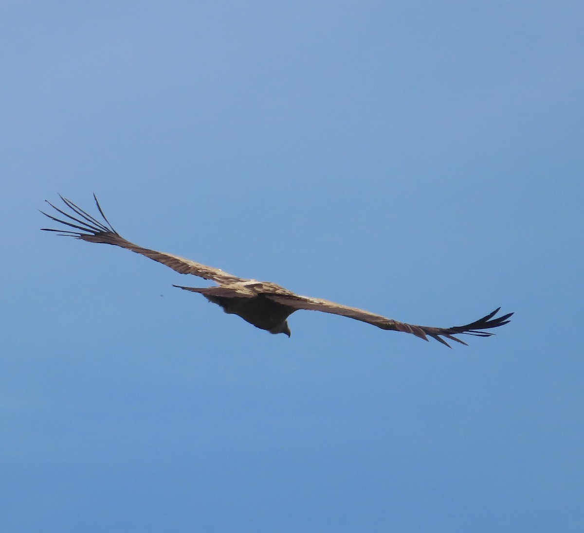 Himalayan Griffon - ML570724401