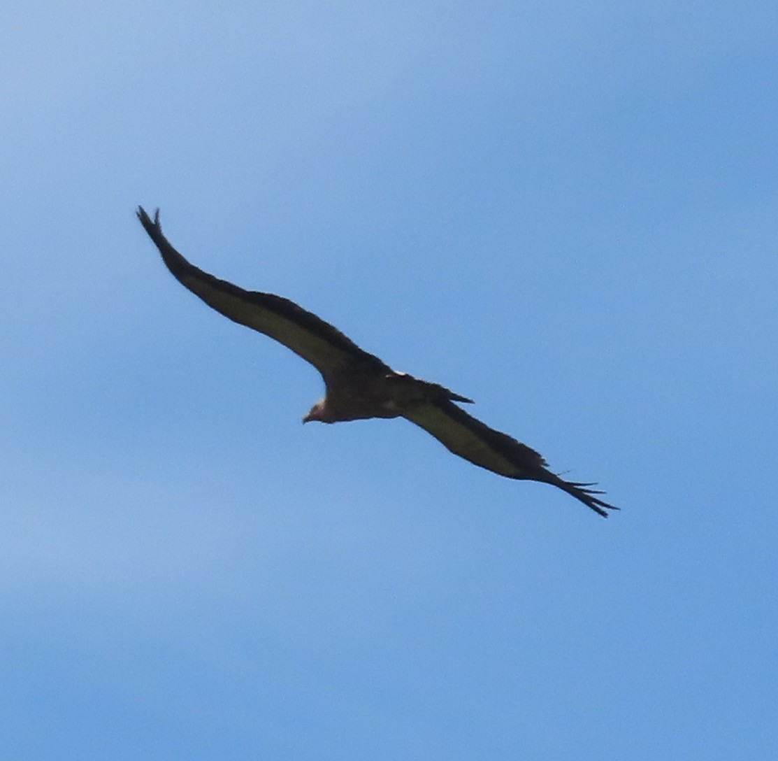 Himalayan Griffon - ML570724451