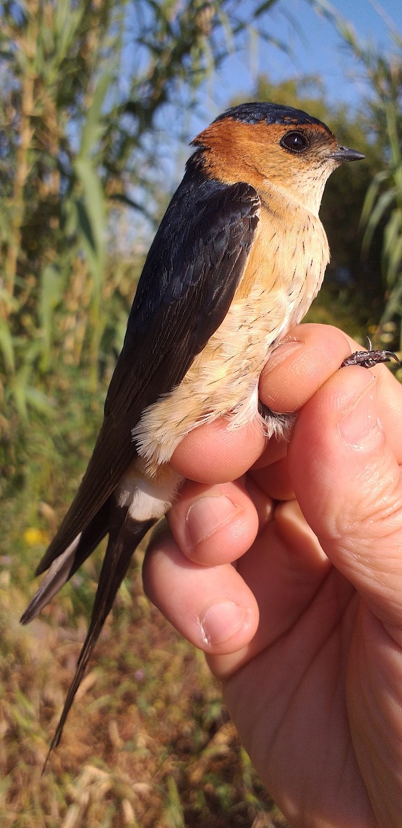 Red-rumped Swallow - ML570724741