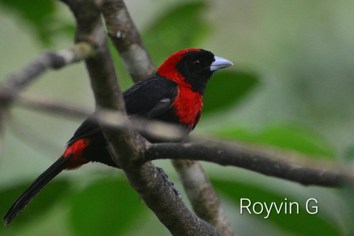 Crimson-collared Tanager - Royvin  Gutierrez Matarrita