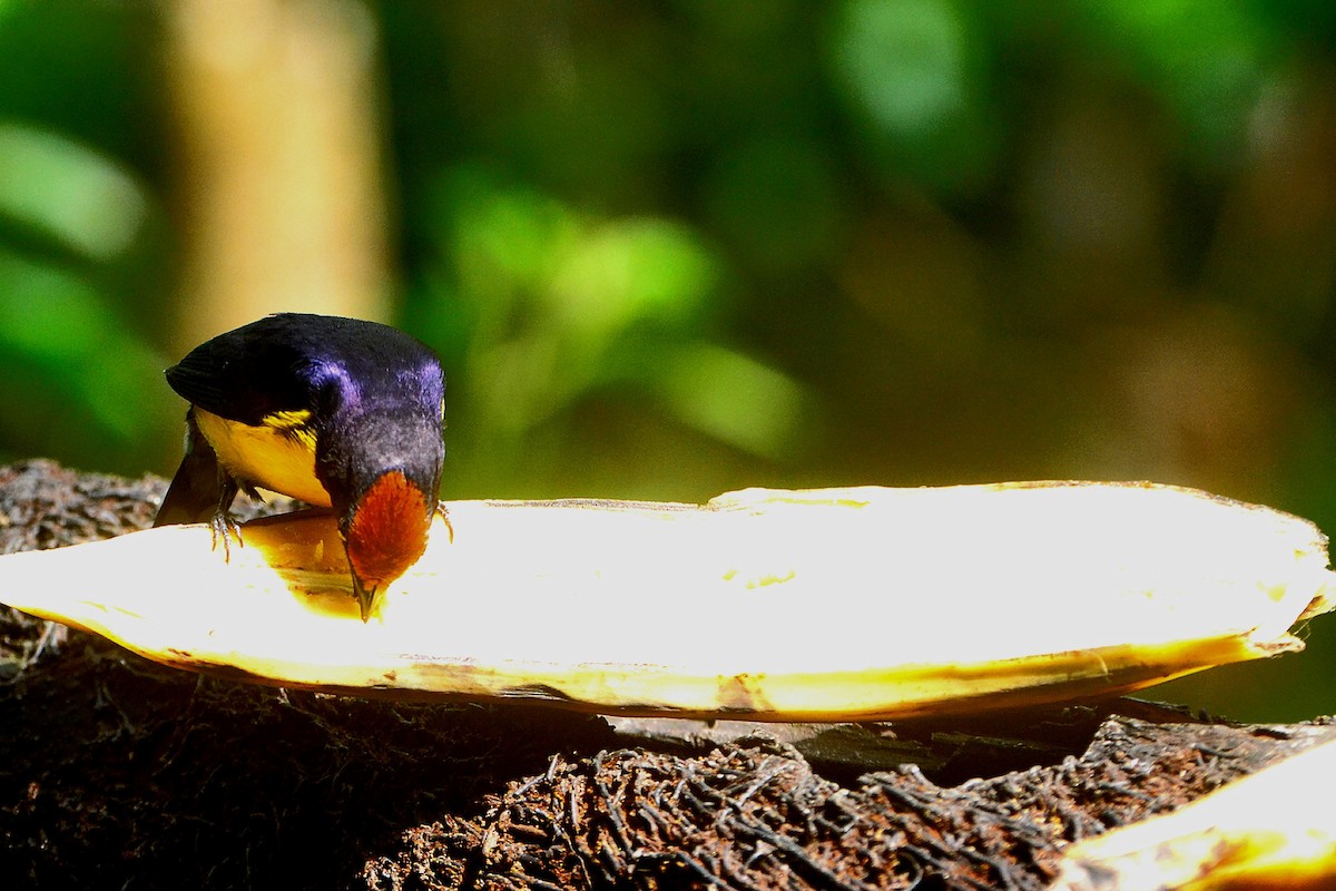 Tawny-capped Euphonia - ML570725501