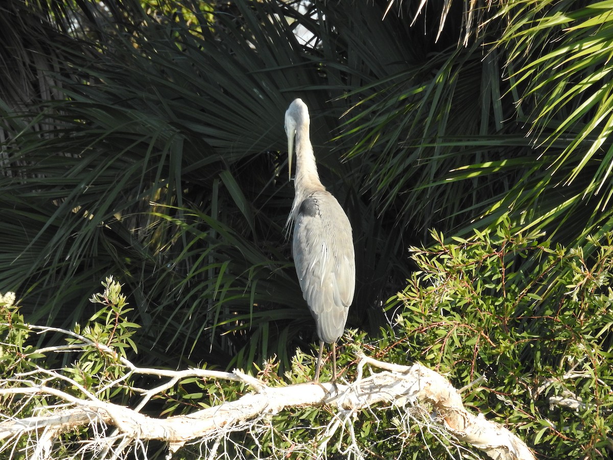 Great Blue Heron - ML570726041
