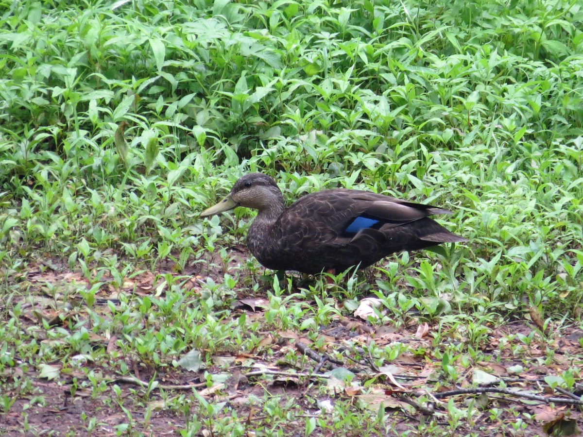 American Black Duck - Brian Henderson