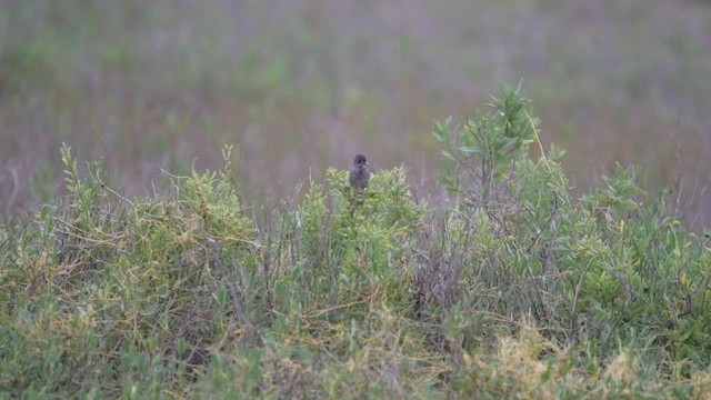 Seaside Sparrow - ML570727041