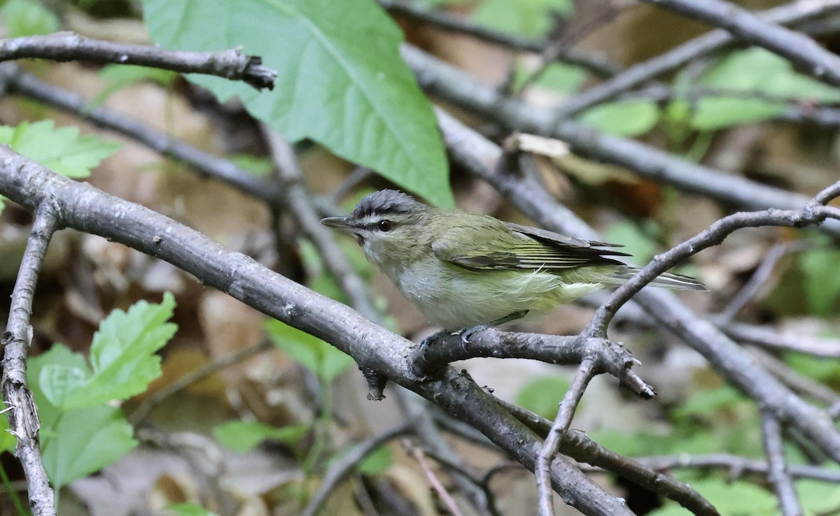 Red-eyed Vireo - Anne Bielamowicz