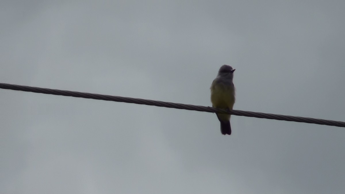 Western Kingbird - ML570728801