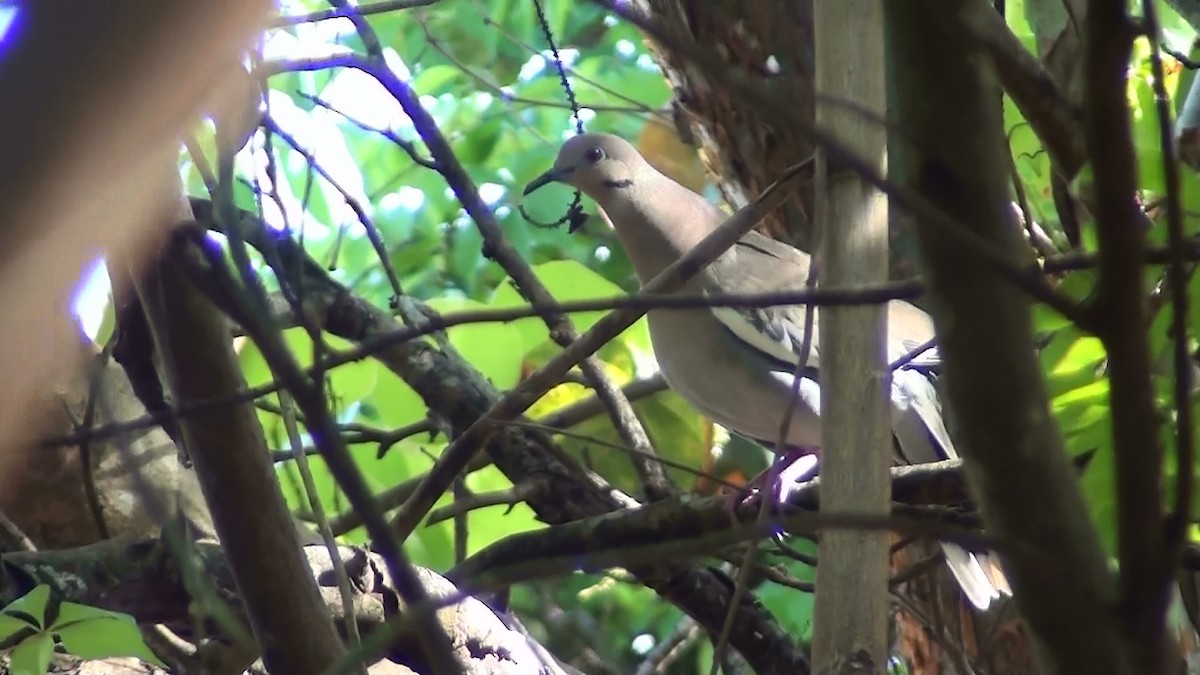 White-winged Dove - ML570729081
