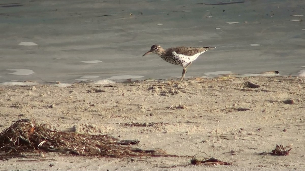 Spotted Sandpiper - ML570729191