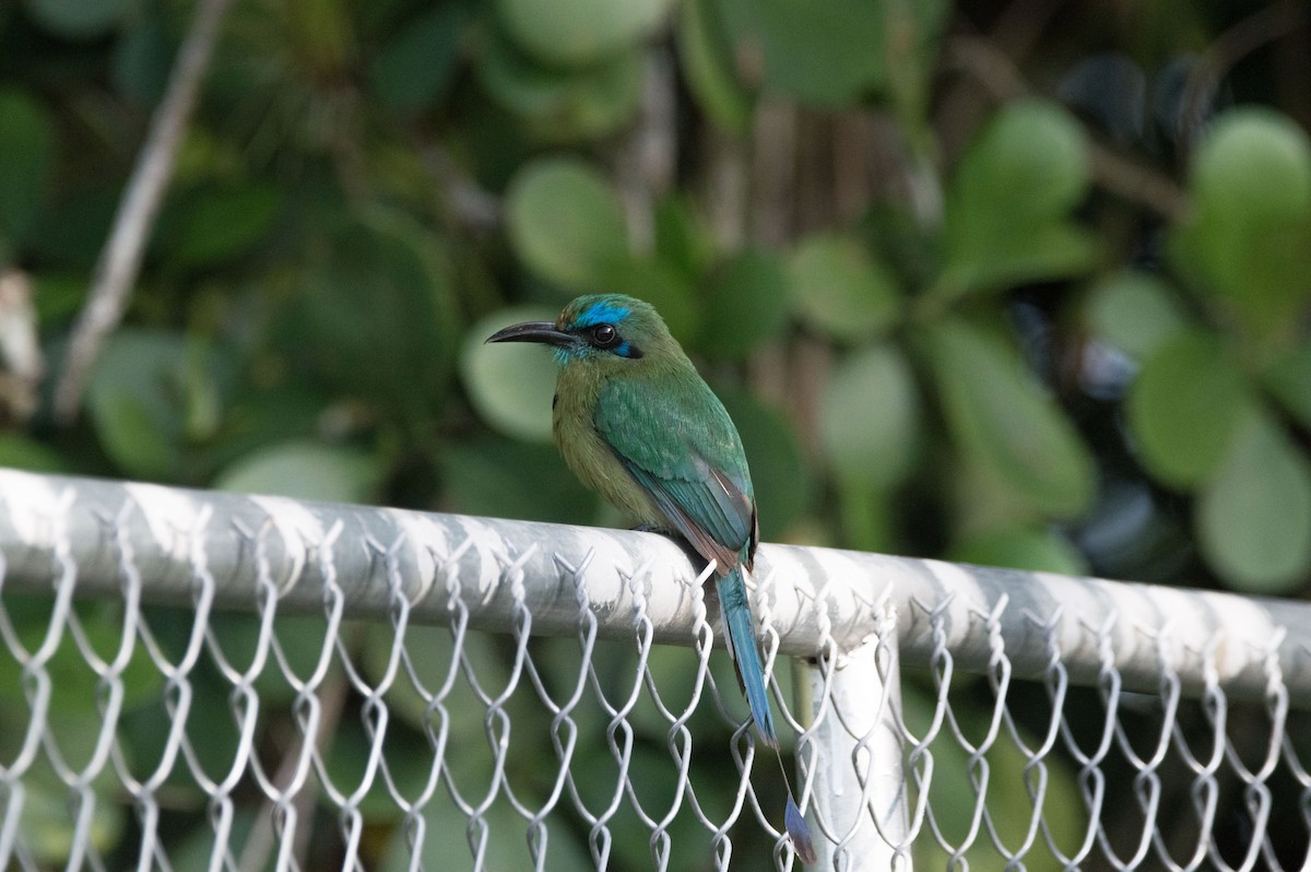 Keel-billed Motmot - Royvin  Gutierrez Matarrita