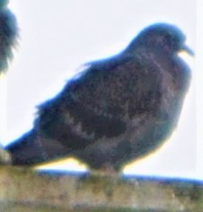 Сизый голубь (Одомашненного типа) - ML570730301
