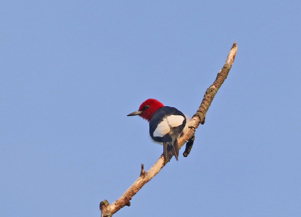 Red-headed Woodpecker - ML570730611