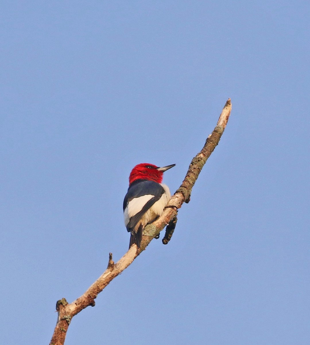 Red-headed Woodpecker - ML570730621