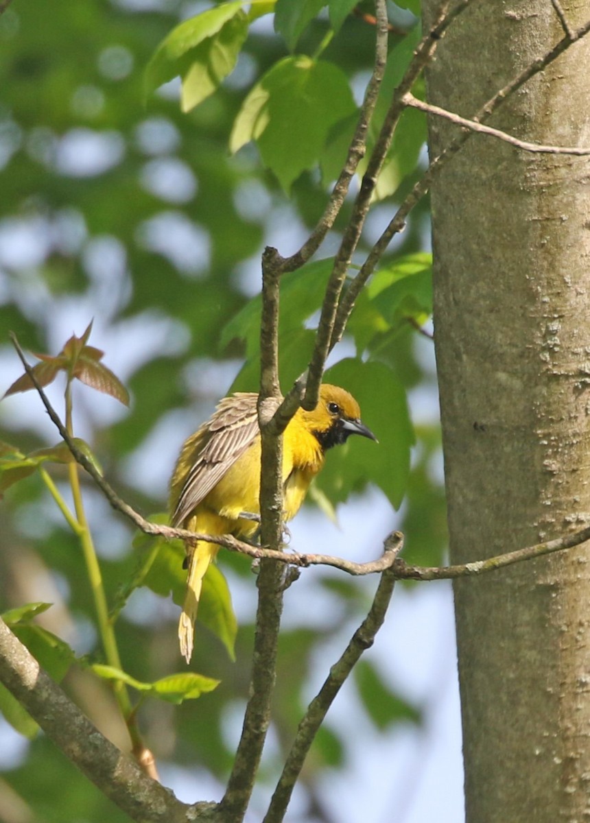 Orchard Oriole - ML570731041