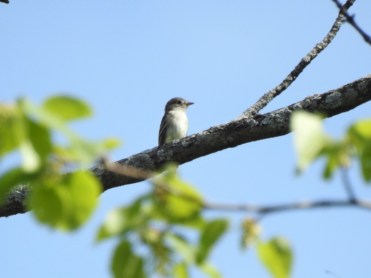 Least Flycatcher - ML570732291
