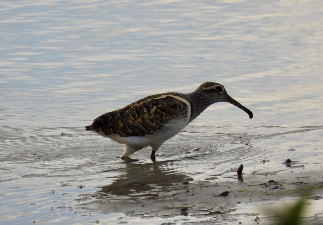 Greater Painted-Snipe - Keith Riding