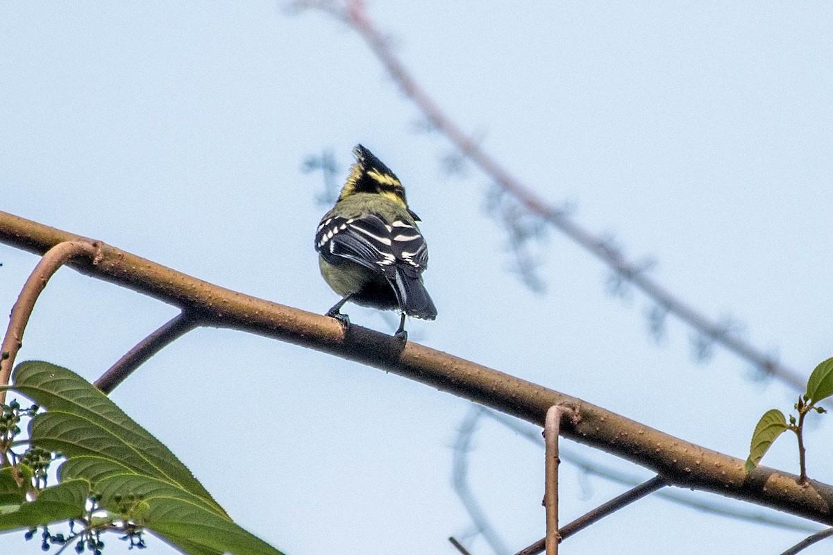 Indian Yellow Tit - ML570732711