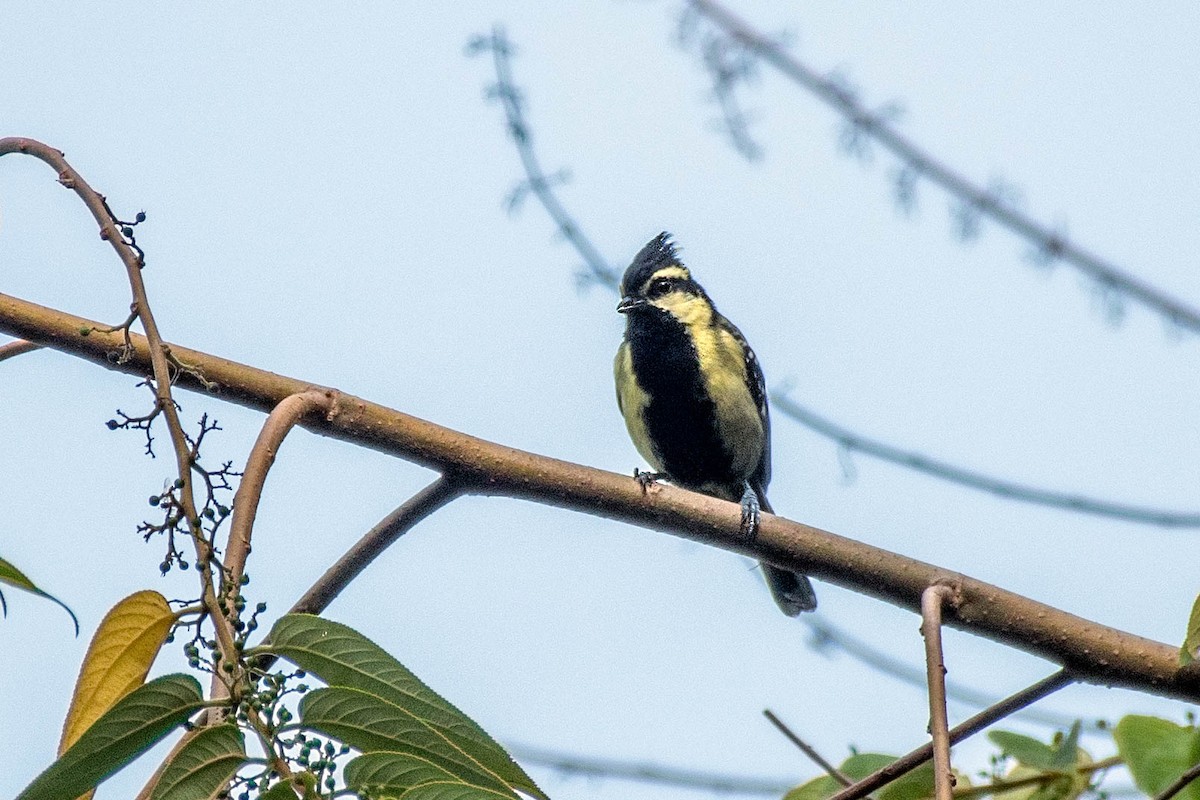 Indian Yellow Tit - Harish Babu M