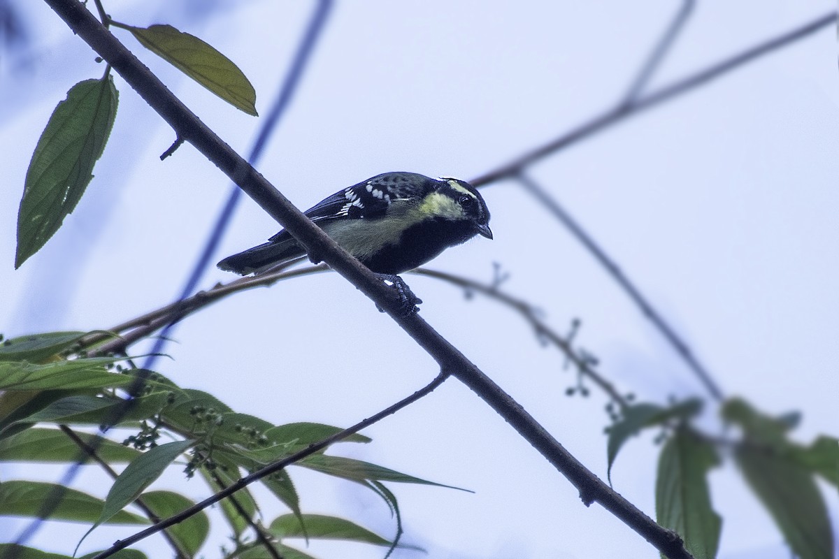 Carbonero Carigualdo Indio - ML570732731