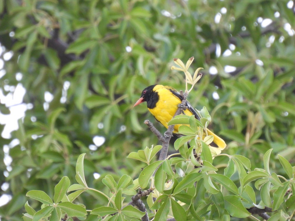 African Black-headed Oriole - Keith Riding