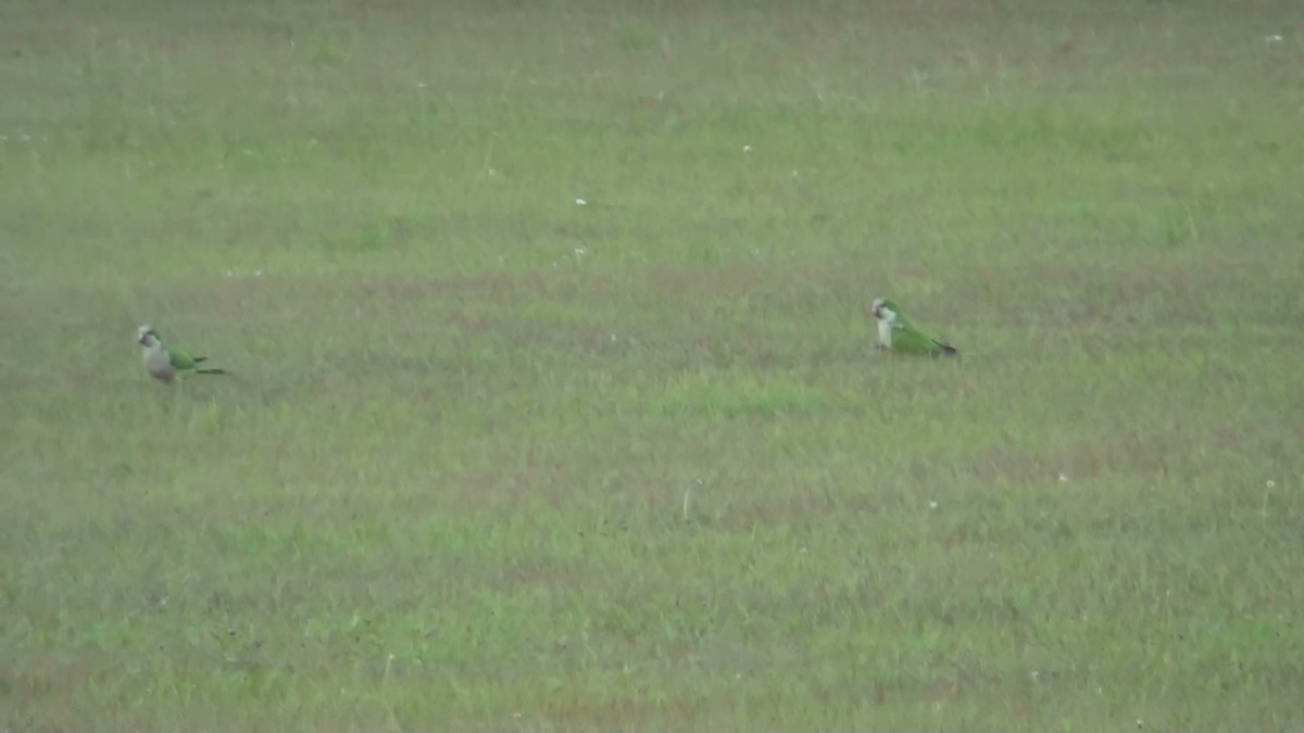 Monk Parakeet - ML570732791