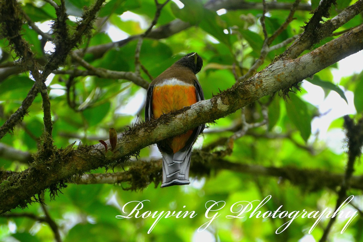 Jungferntrogon - ML570733341