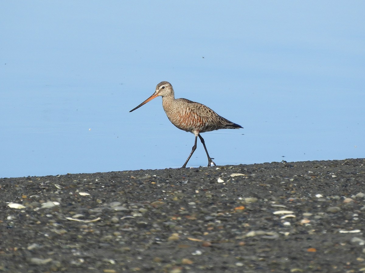 Hudsonian Godwit - ML570733921