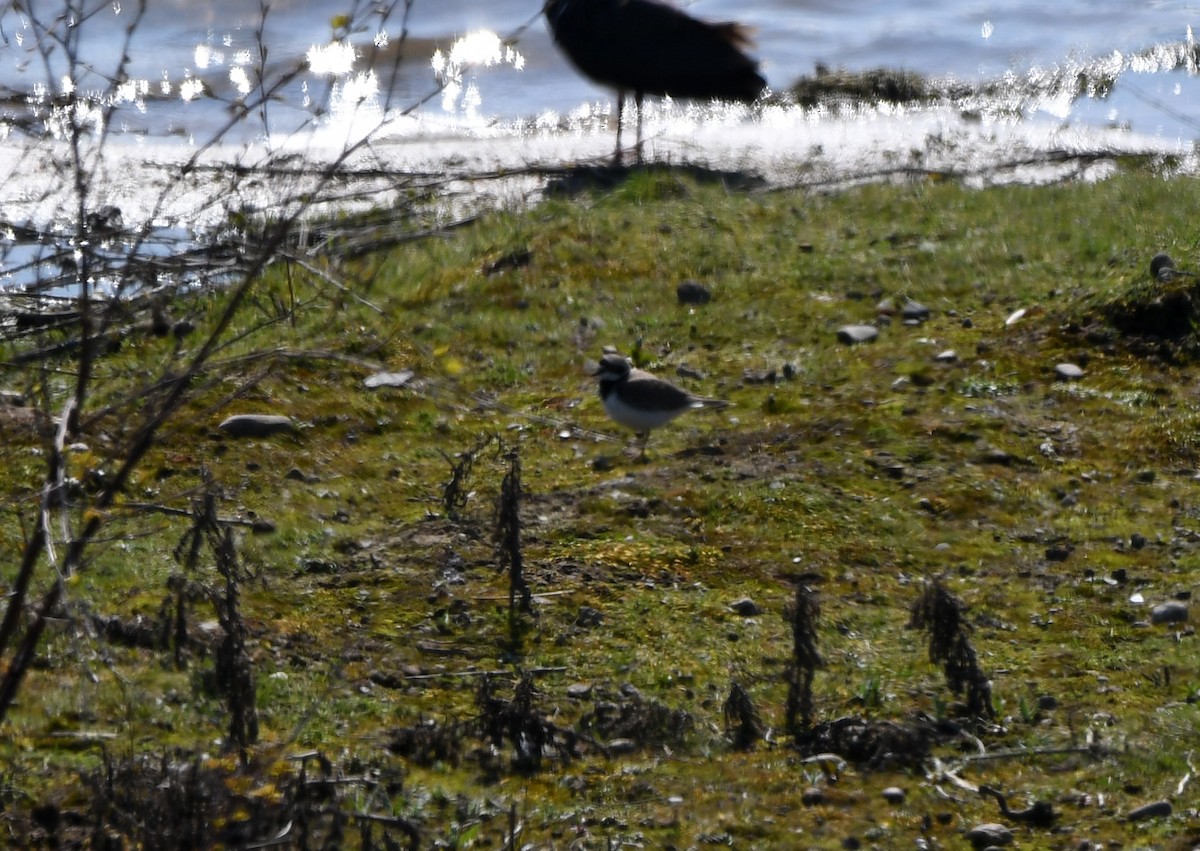 Little Ringed Plover - ML570733991