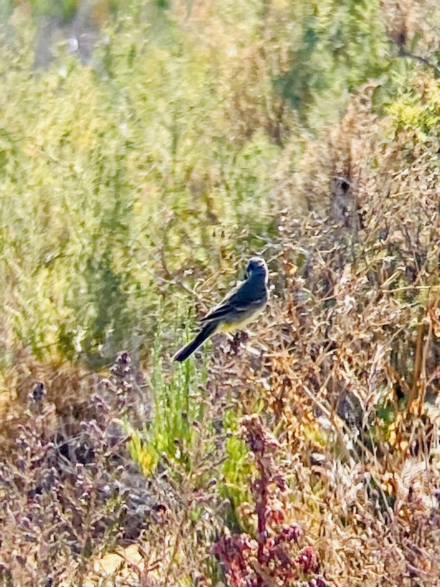 נחליאלי זנבתן - ML570734671