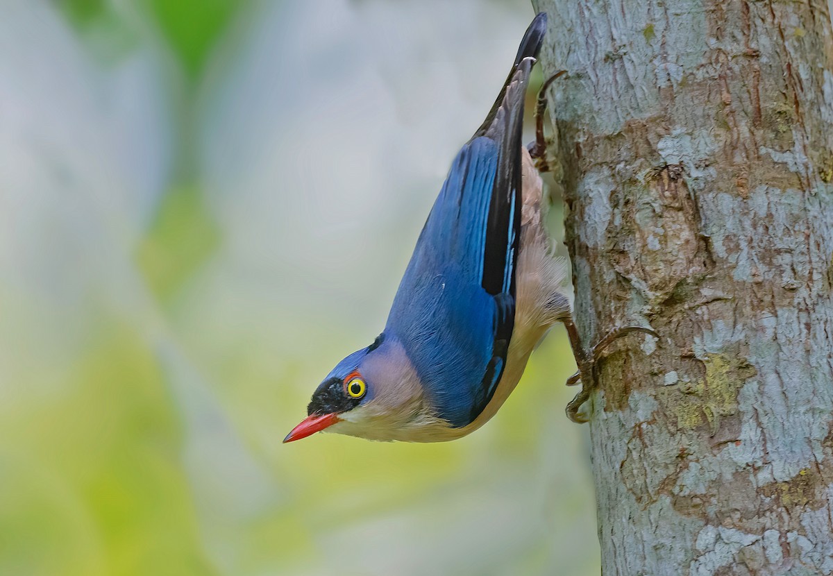 Velvet-fronted Nuthatch - Rajkumar Das