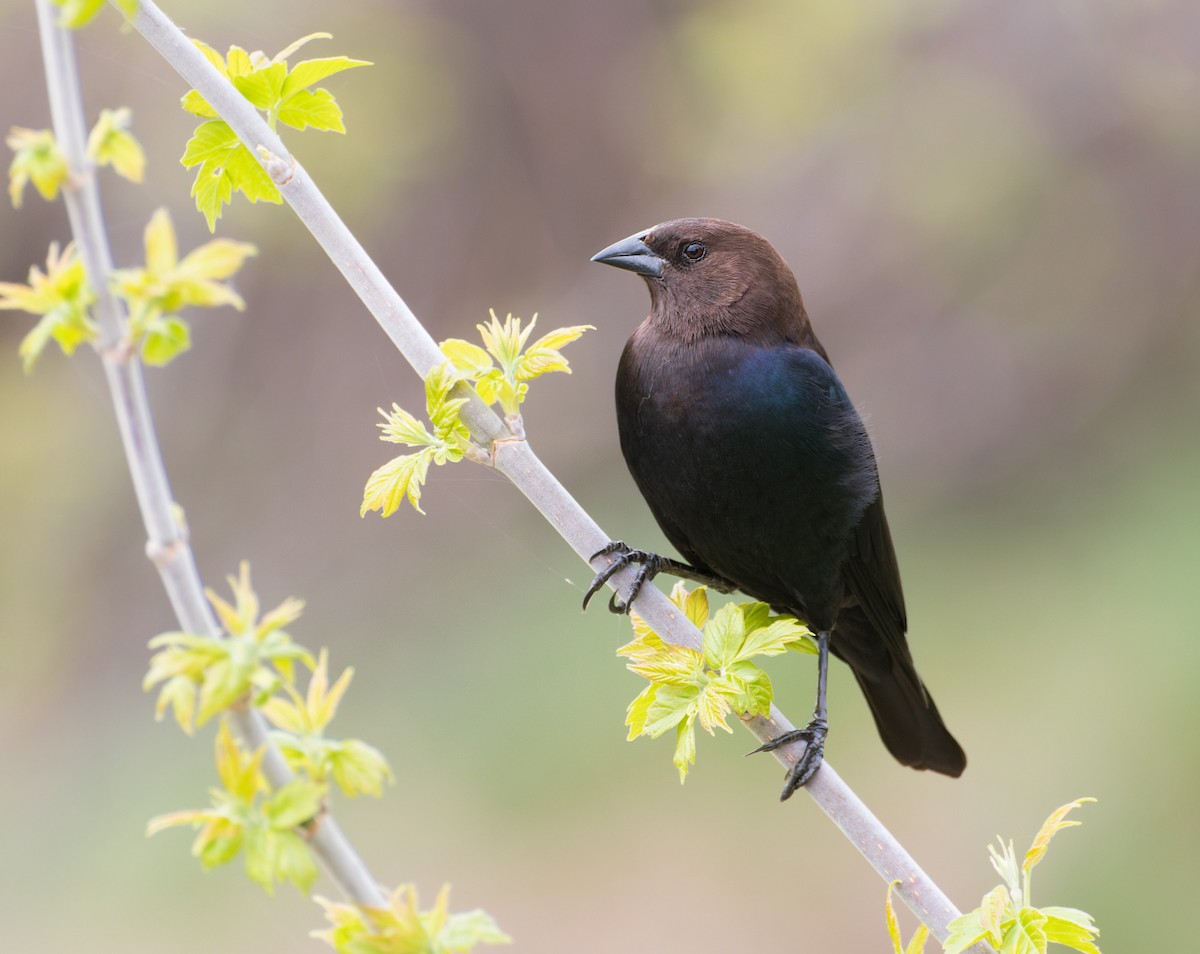 Brown-headed Cowbird - ML570734841