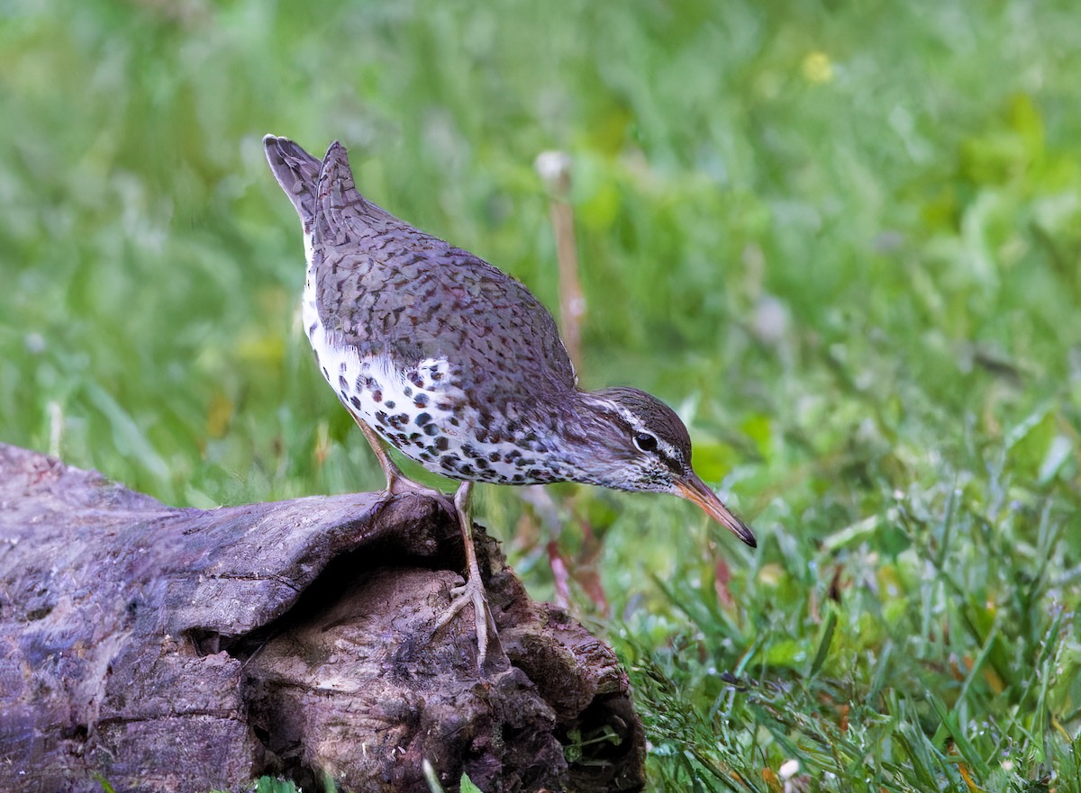 Spotted Sandpiper - John Good