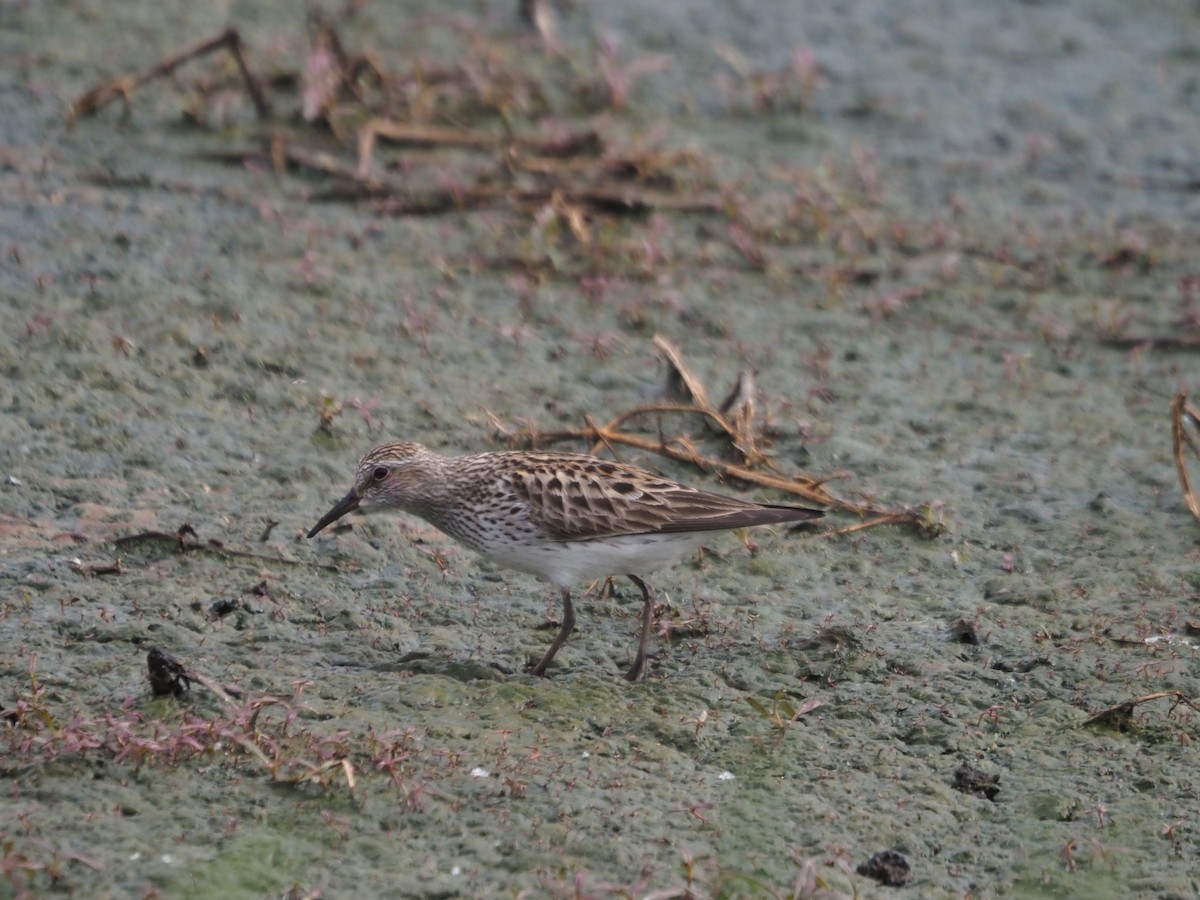 White-rumped Sandpiper - ML570735691