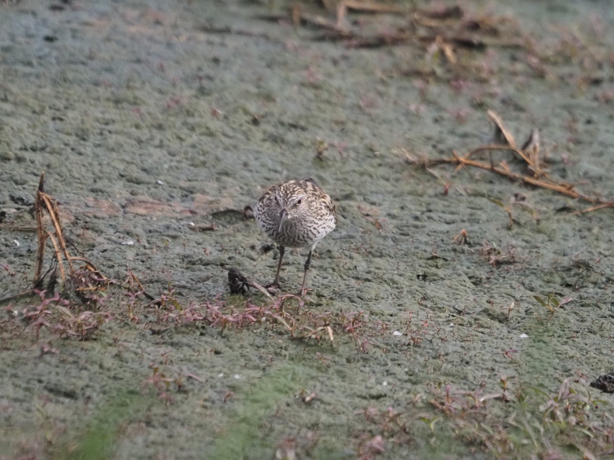 White-rumped Sandpiper - ML570735861