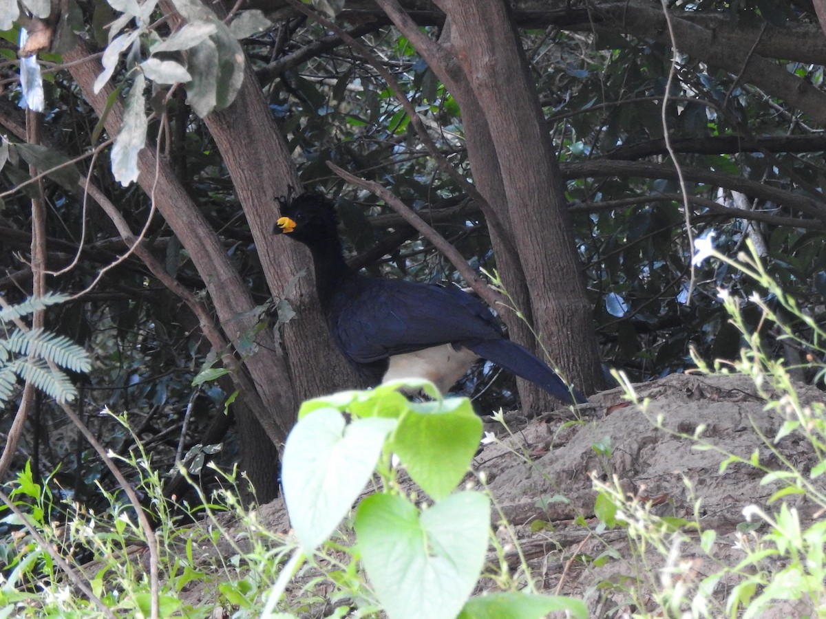 Bare-faced Curassow - ML570735921
