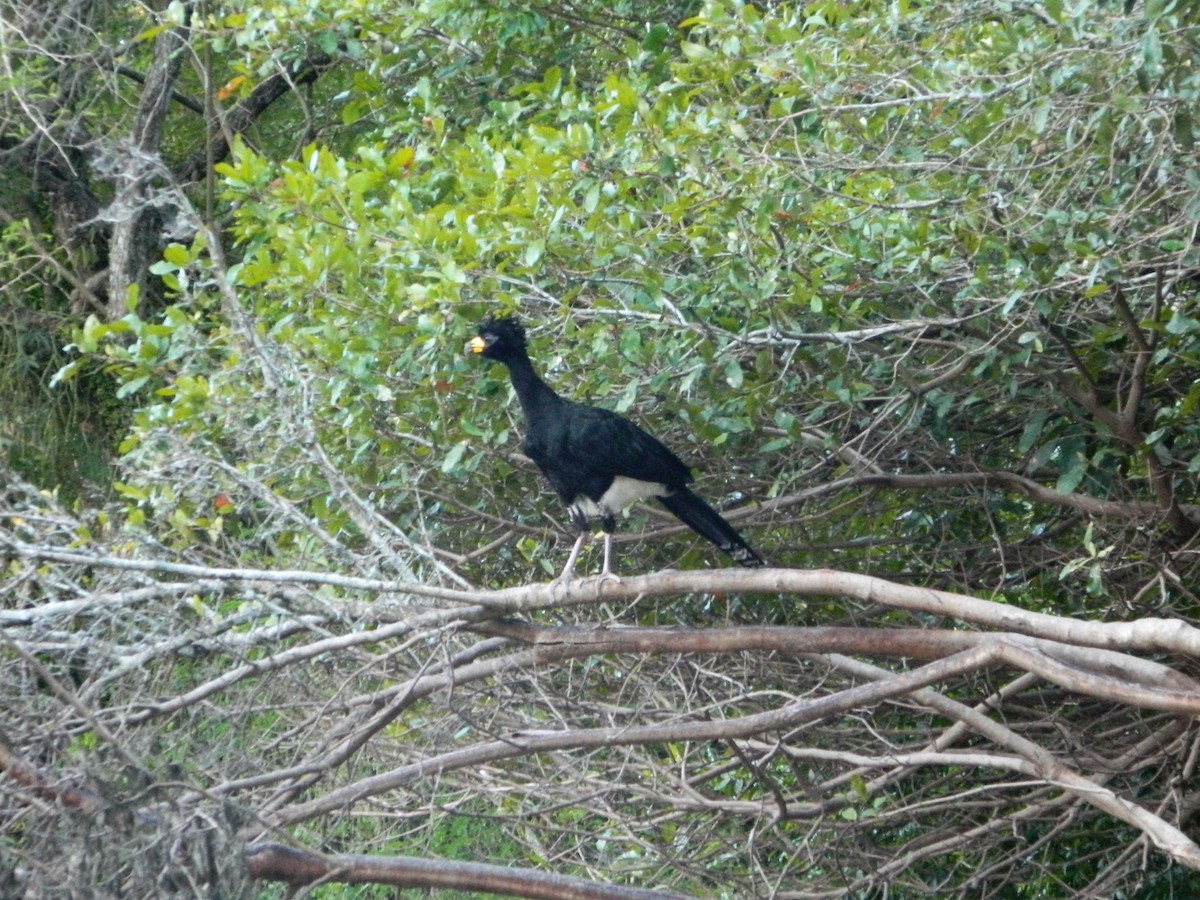 Bare-faced Curassow - ML570735931