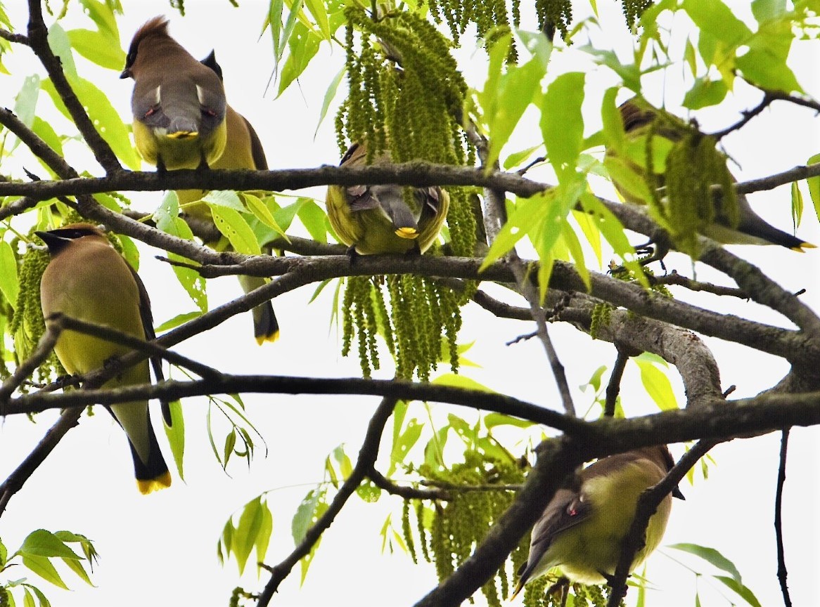 Cedar Waxwing - ML570736081