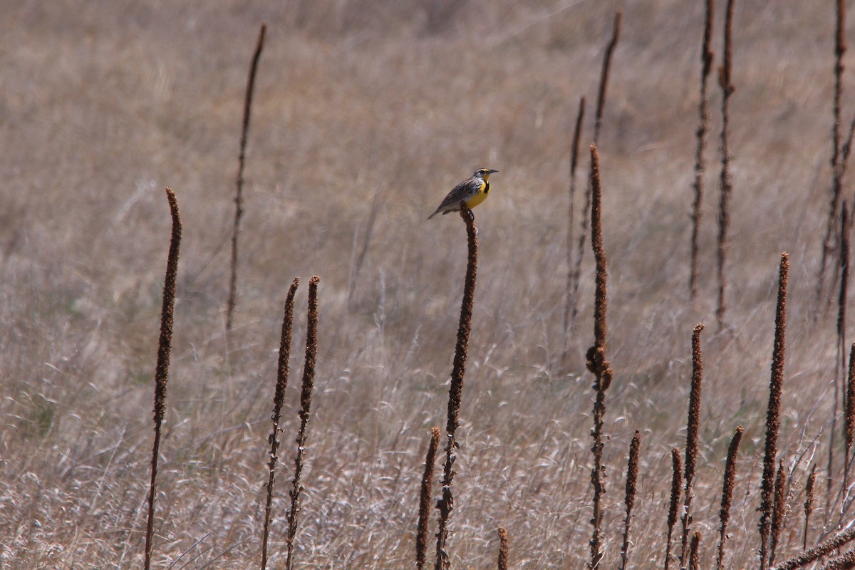 Western Meadowlark - ML57073691