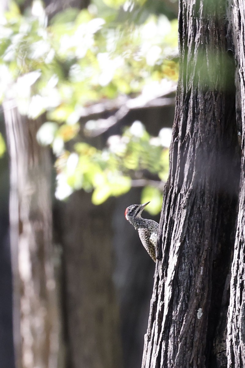 Reichenow's Woodpecker - Daniel Branch