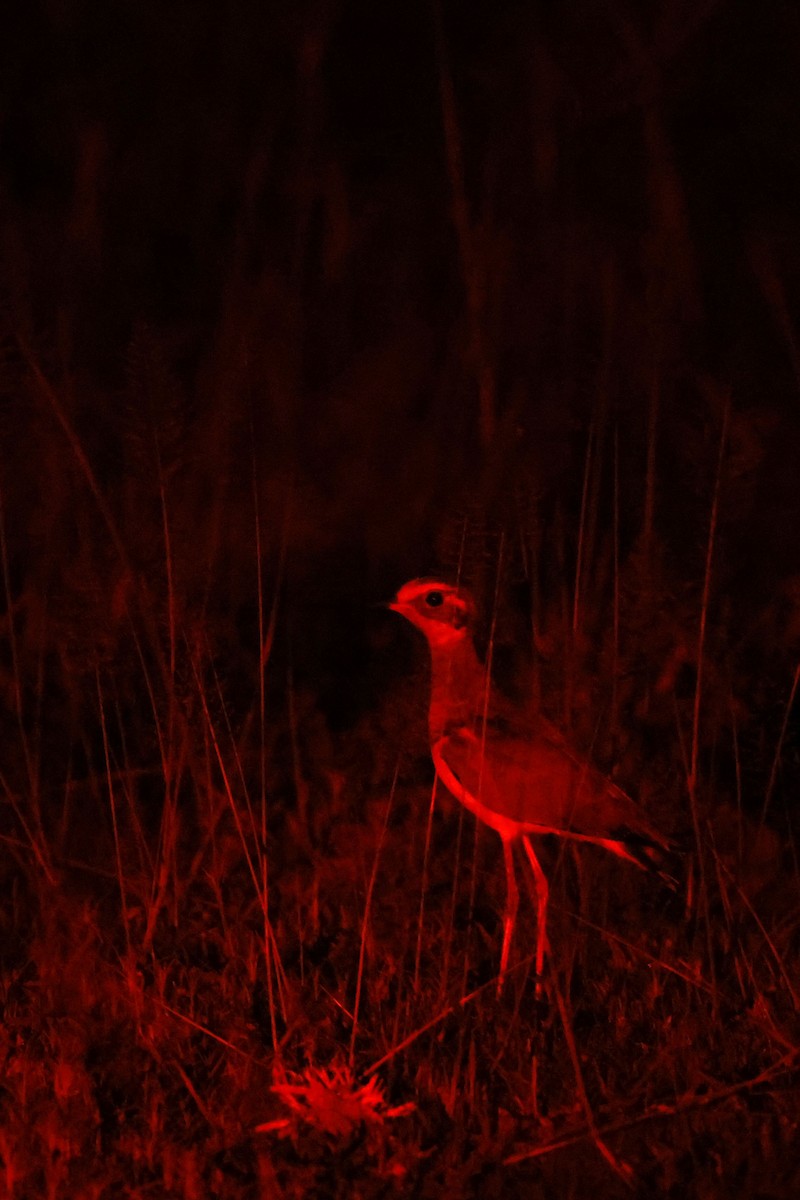 Bronze-winged Courser - ML570738141